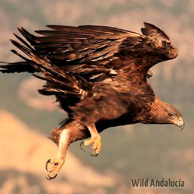 Golden Eagle 