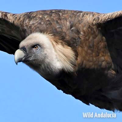 Griffon Vulture in flight - WILD ANDALUCIA BIRDING TOURS