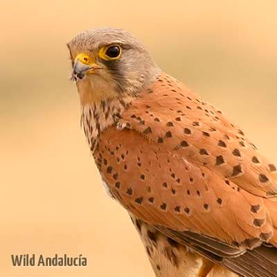 Common Kestrel in Spain