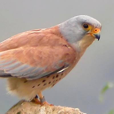 Lesser Kestrel in Spain