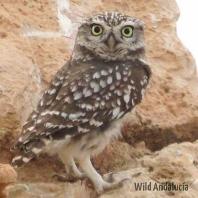 Little Owl