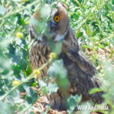 Long-eared Owl in Spain