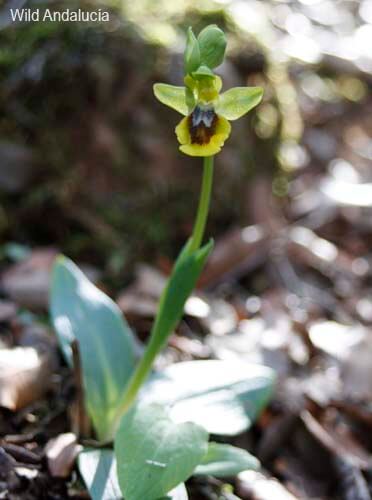 Ophrys lutea quarteriae in Sierra de las Nieves