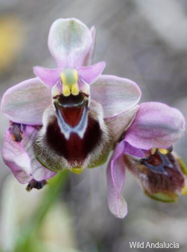 Ophrys tenthredinifera