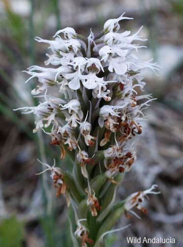 Orchis conica in the Sierra de las Nieves, Andalucía