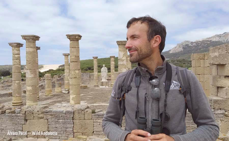 Birding Bolonia roman town