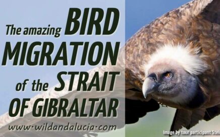 Bird migration in the Strait of Gibraltar