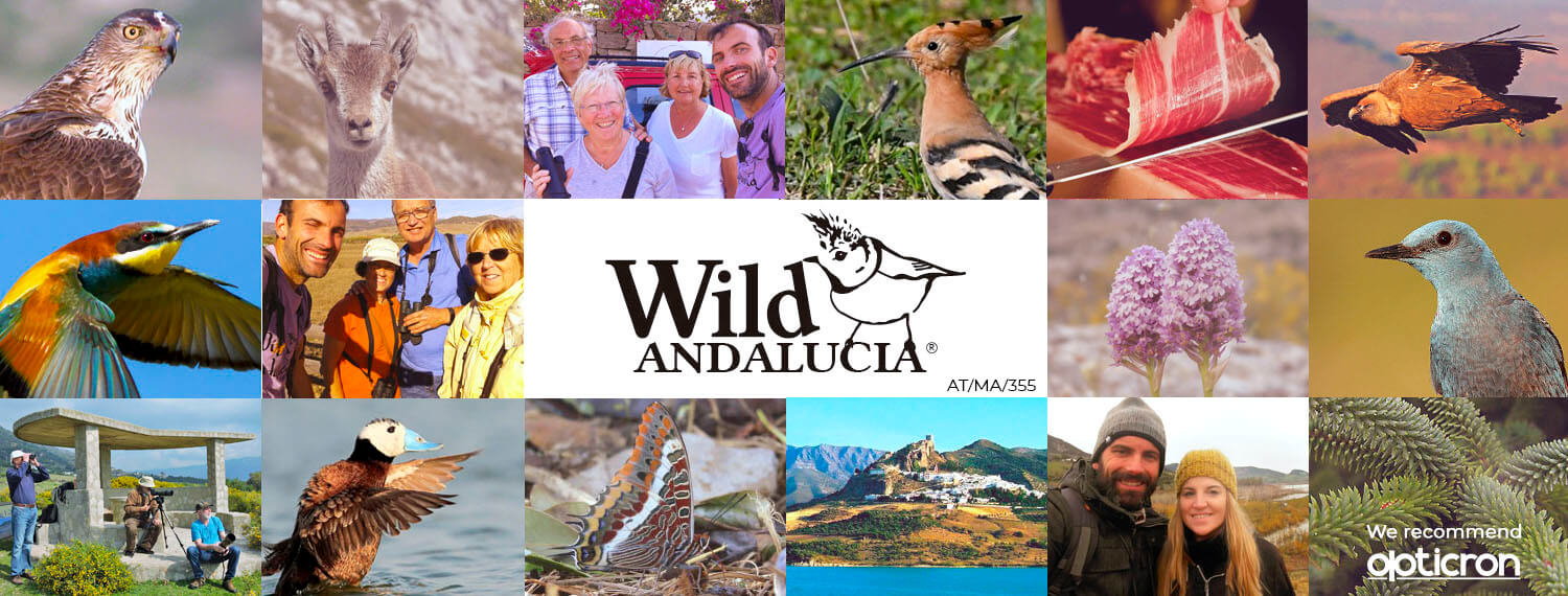 Wild Andalucia wildlife tours