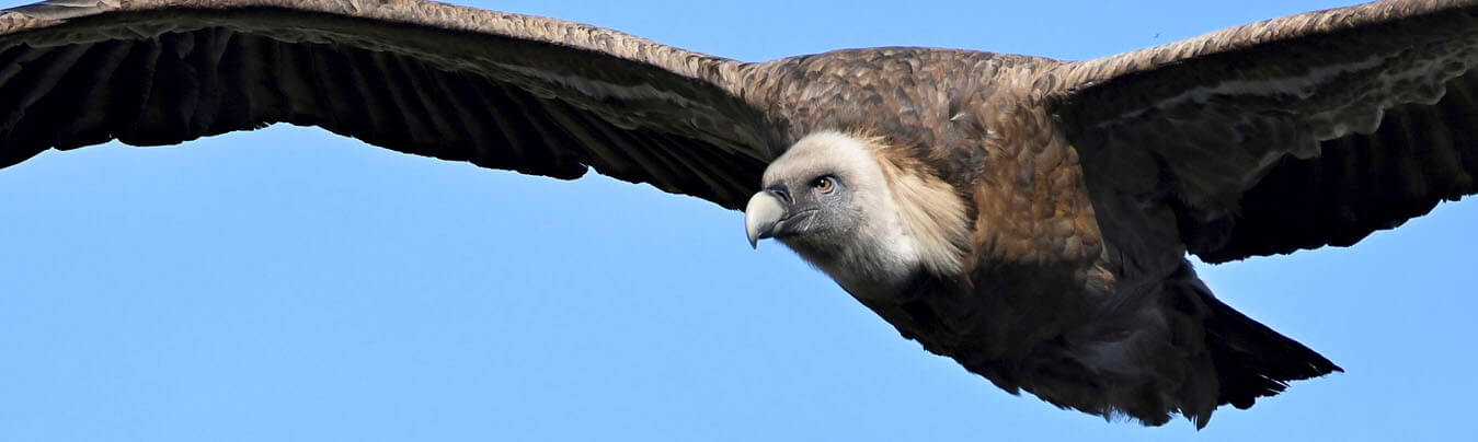 best birding holidays in Andaluía