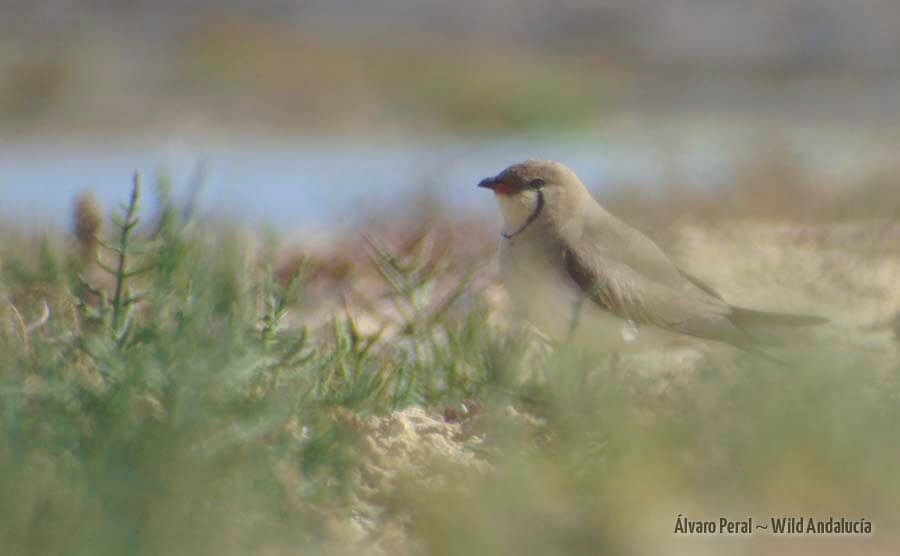 Collared Pratincole in Barbate estuary