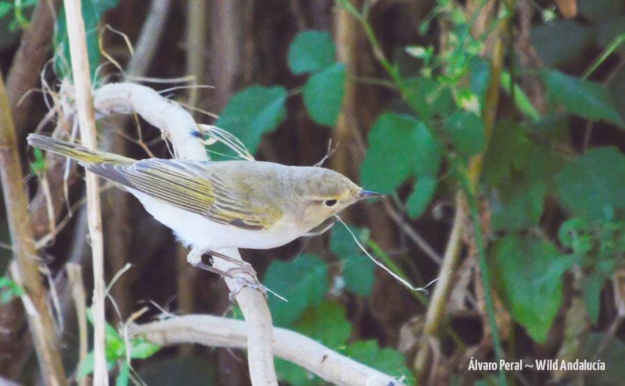 Western Bonelli's Warbler Los Alcornocales