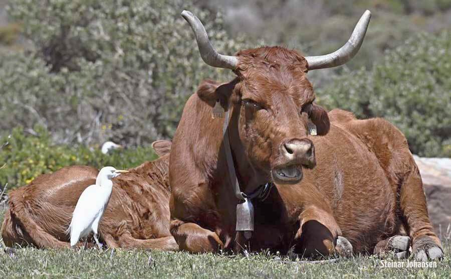 Cattle egret preening a Retinta Cow