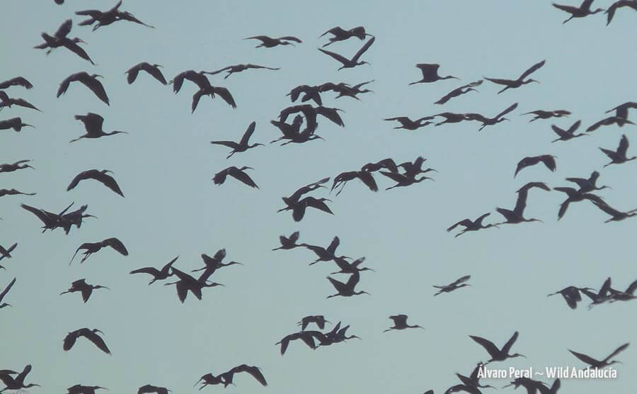 Bird sightings in La Janda