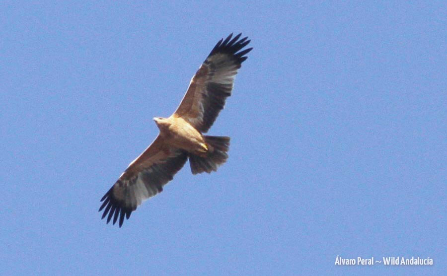 watching Spanish Imperial Eagle near Tarifa