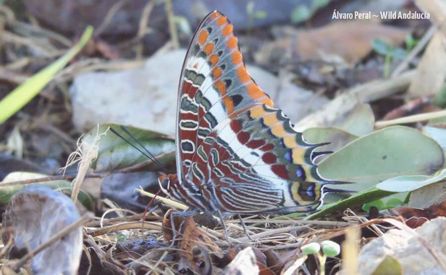 Butterflies tour Andalucia