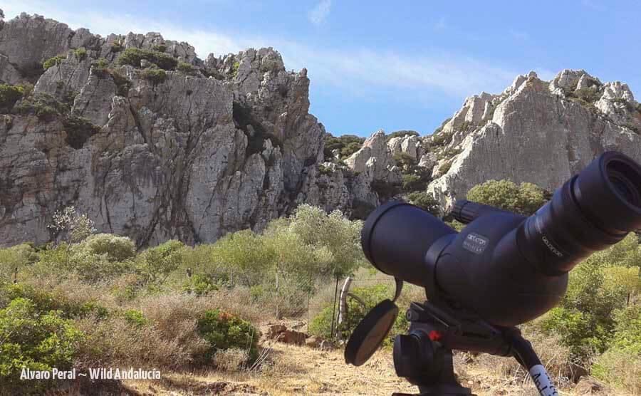 Rüppell's vulture in Sierra de la Plata