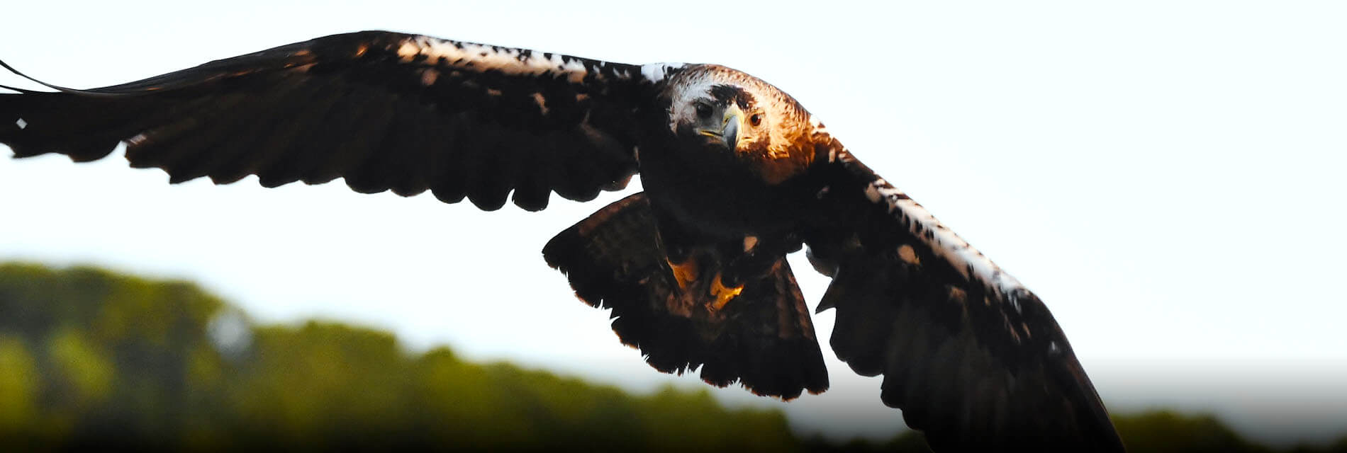 Spanish Imperial Eagle