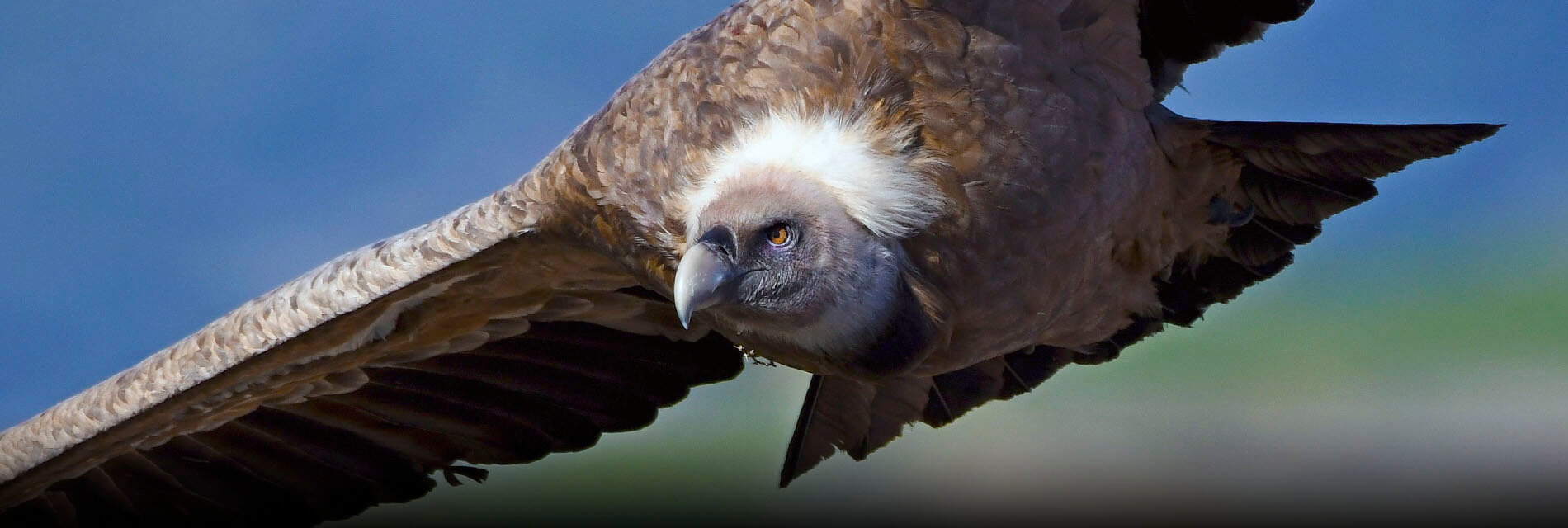 birdwatching in Ronda's mountains with Wild Andalucía