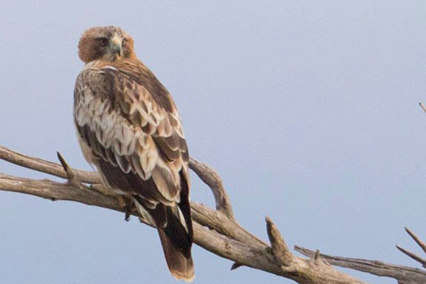 Raptors in Tarifa