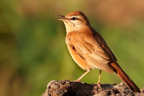 Big day of birding in Spain