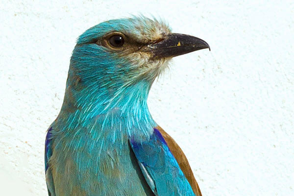 European Roller in southern Spain