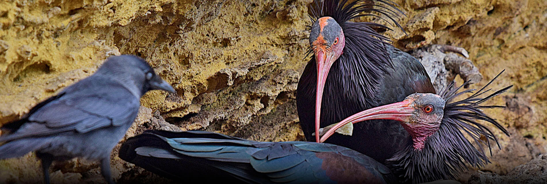 Birding in Tarifa - Strait of Gibraltar