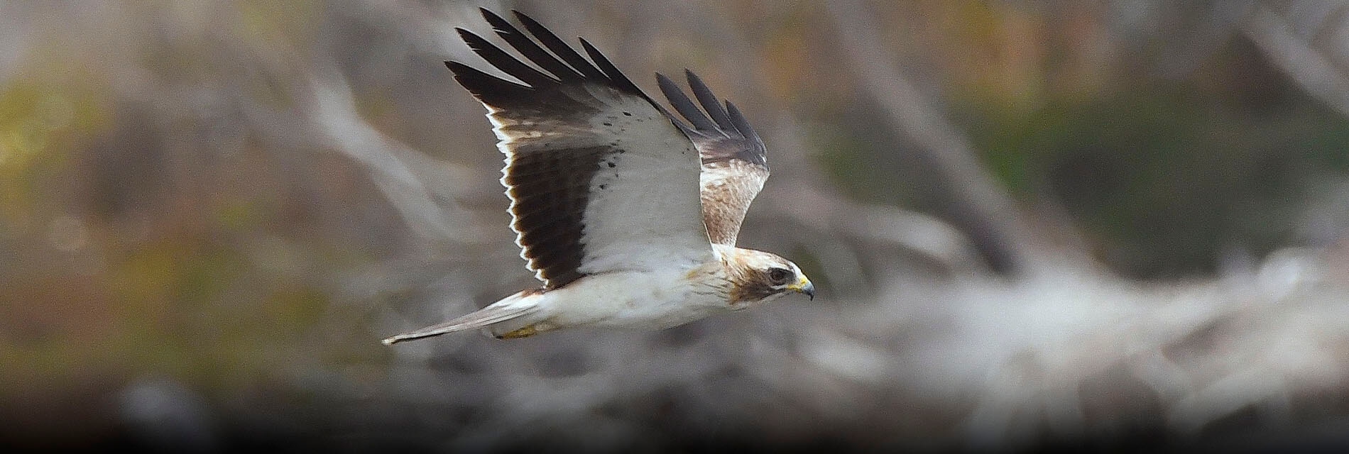 Bird watching in Malaga, Spain