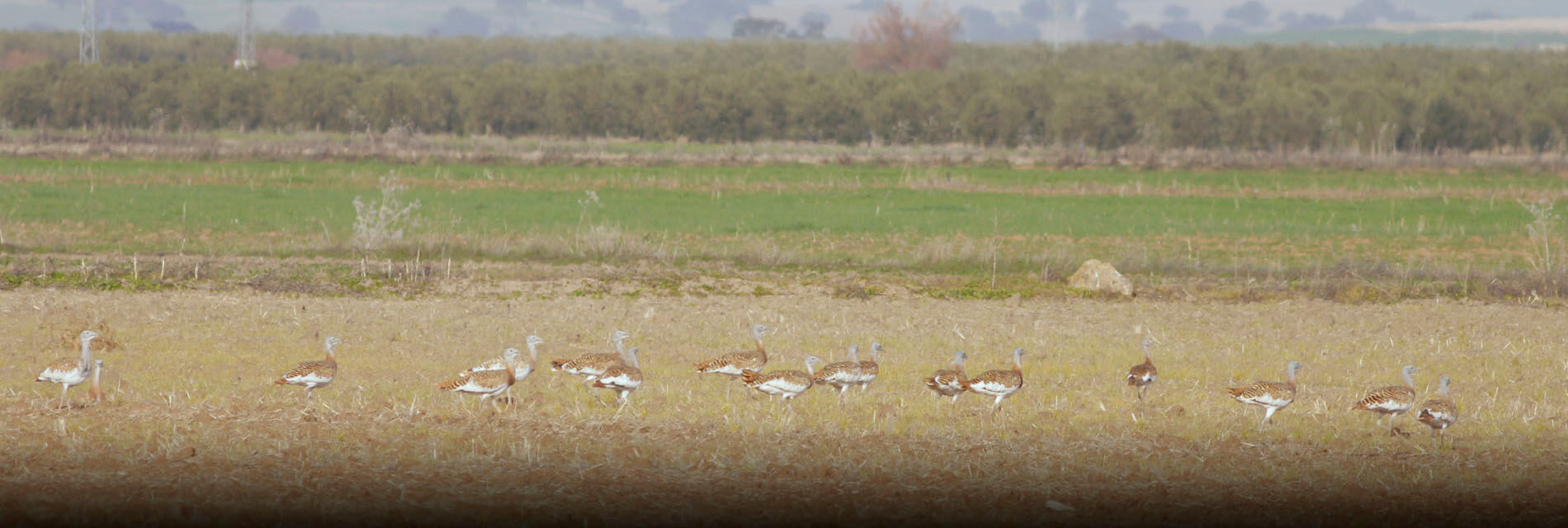 bird watching in Osuna, Sevilla