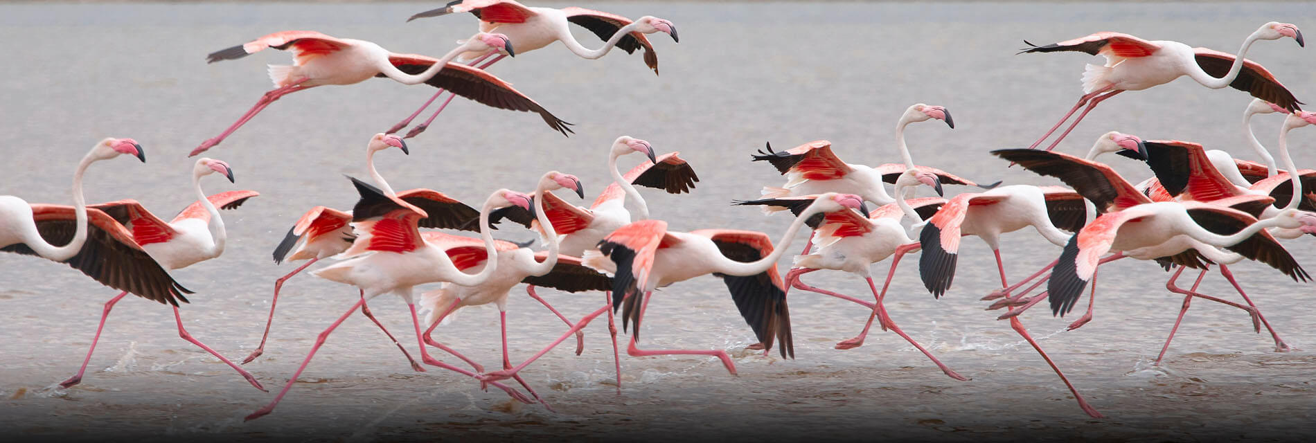 bird watching tour of Doñana