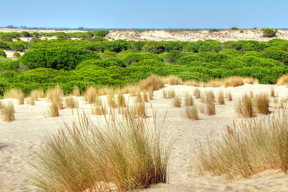 wild birds of Doñana