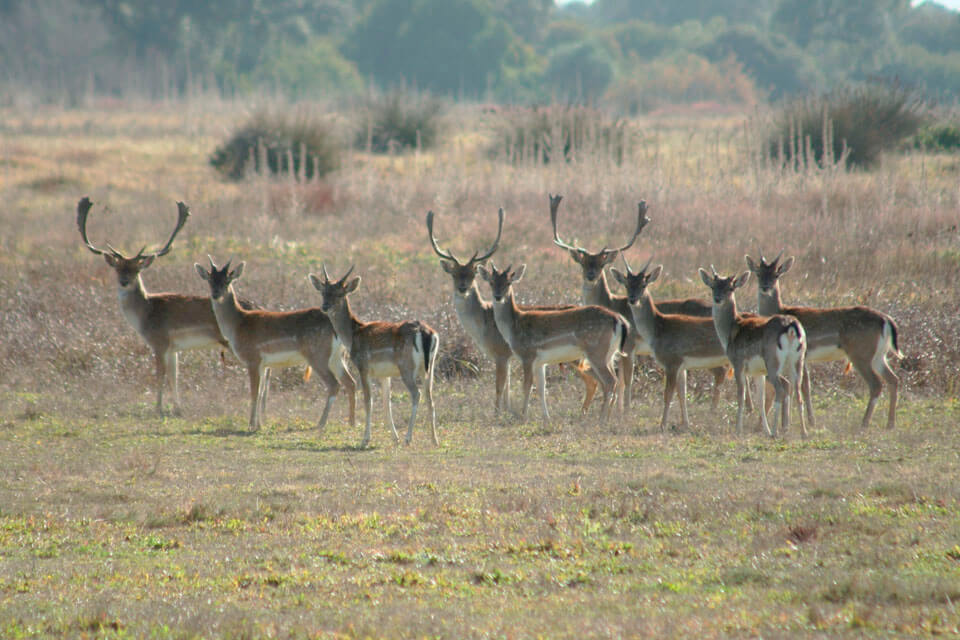 Wildlife tour in donana national park