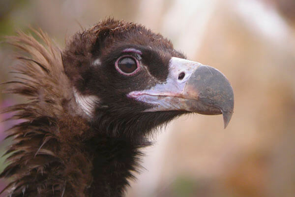 Birding tour at Monfragüe in Extremadura