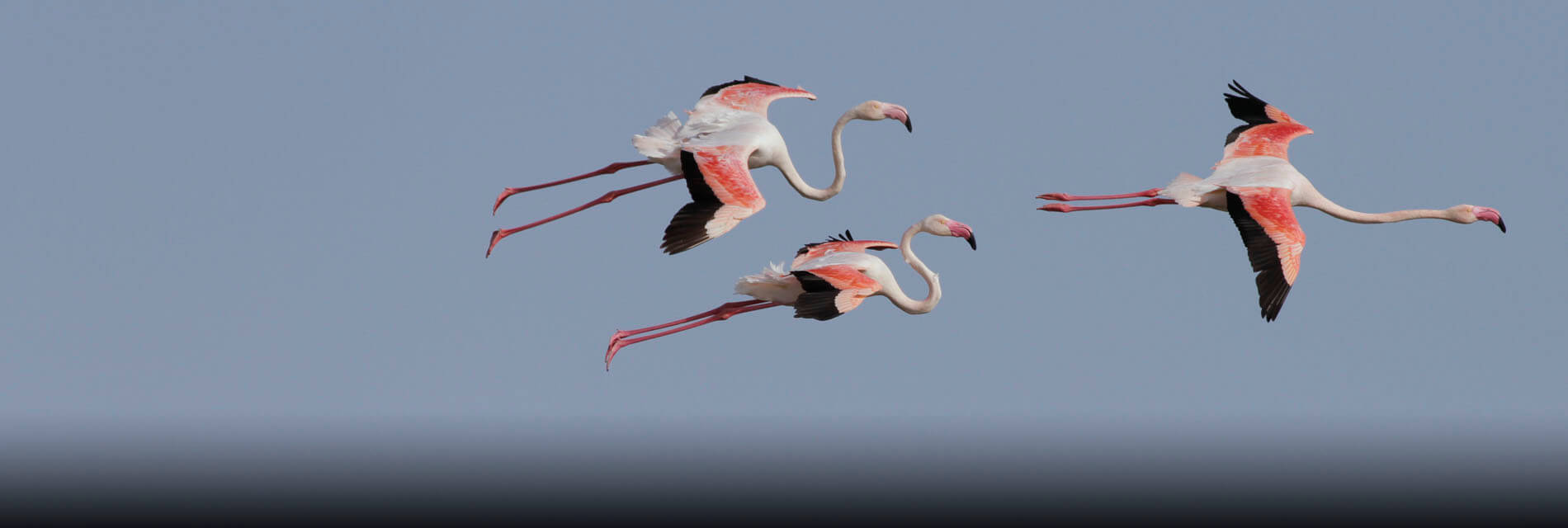 Wild flamingos in fuente de piedra lagoon
