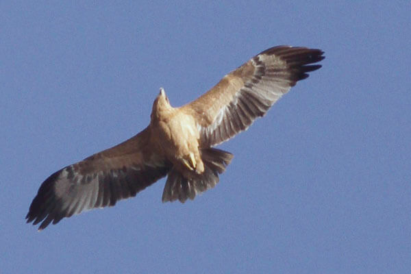 Spanish eagle in coto del rey