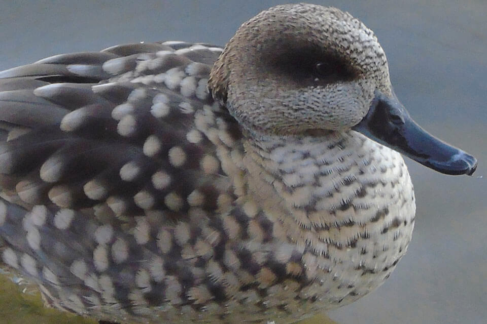 Marmaronetta angustirostris in Spain