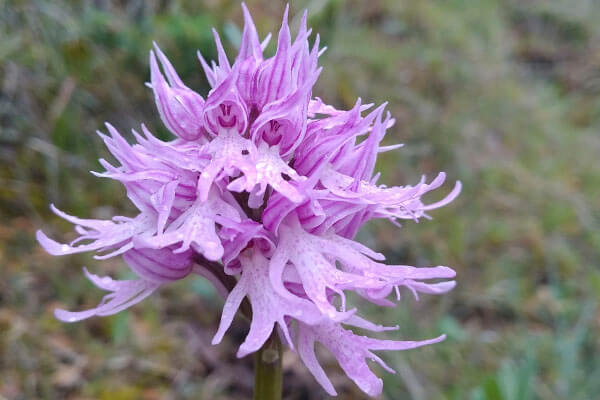 Orchid tour Ronda