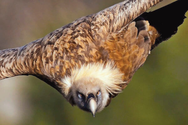 Griffon vulture in Ronda