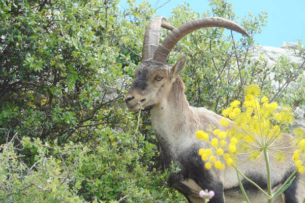 Wildlife at El Torcal