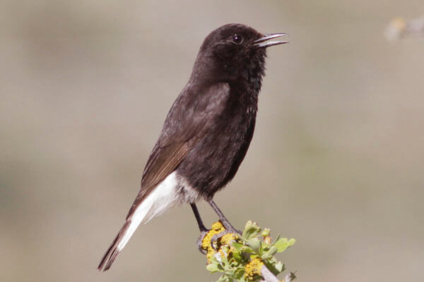 photographing black wheatear