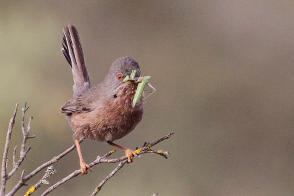 getting close to Dartford Warbler