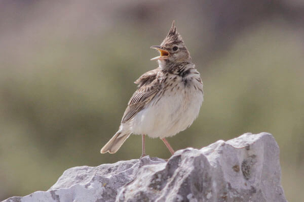 Thekla Lark photography hide