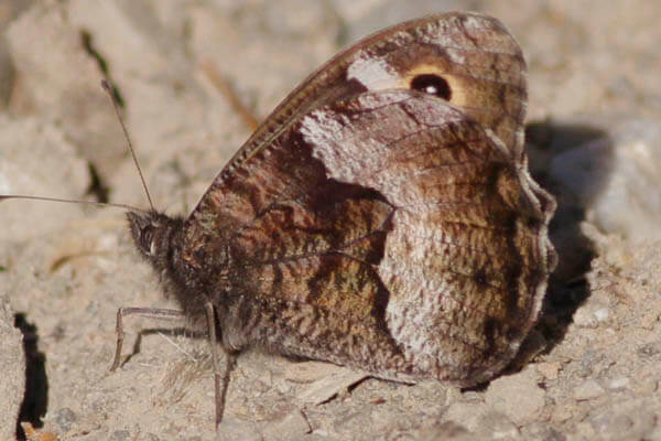 Hipparchia alcyone in Málaga