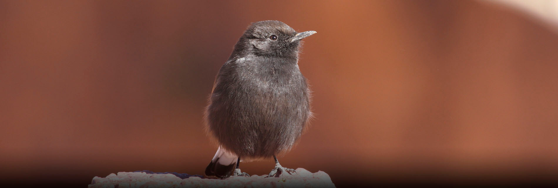 bird watching photography hide