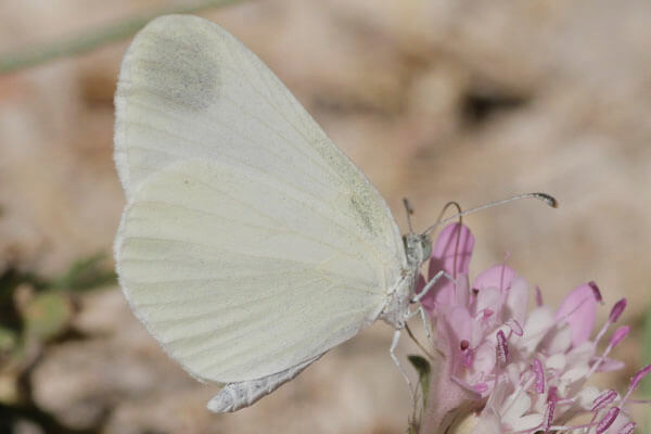 Wood white butterfly