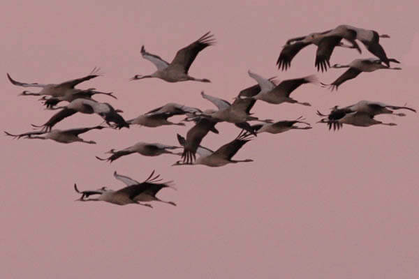 Common Crane photo tour Spain