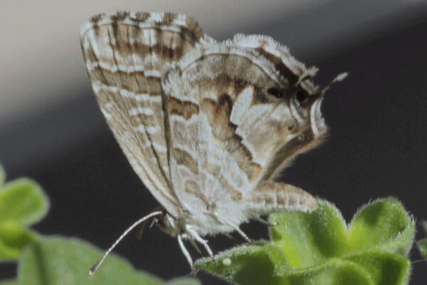 Cacyreus marshalli