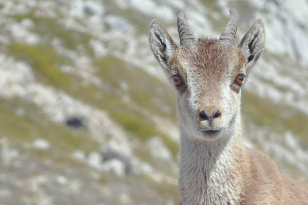 iberian ibex photographic safari