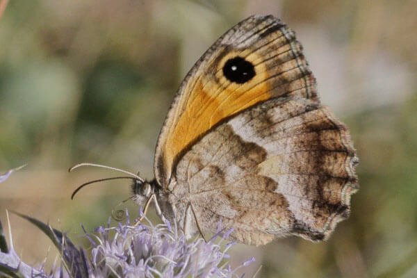 southern gatekeeper