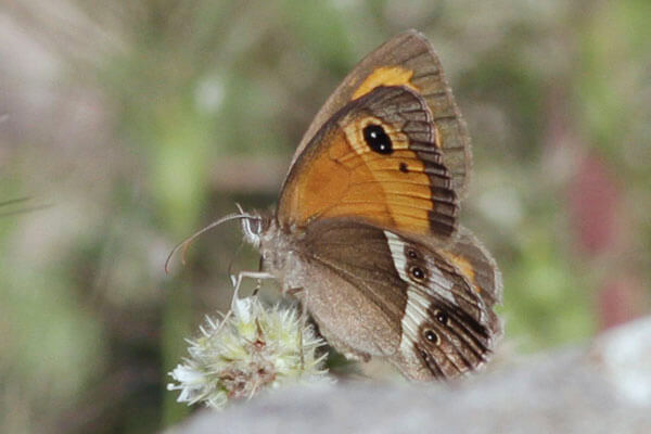 spanish gatekeeper butterfly
