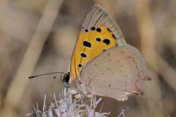 small copper butterfly